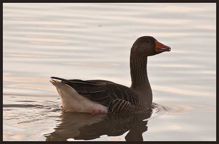 Greylag-Goose.jpg