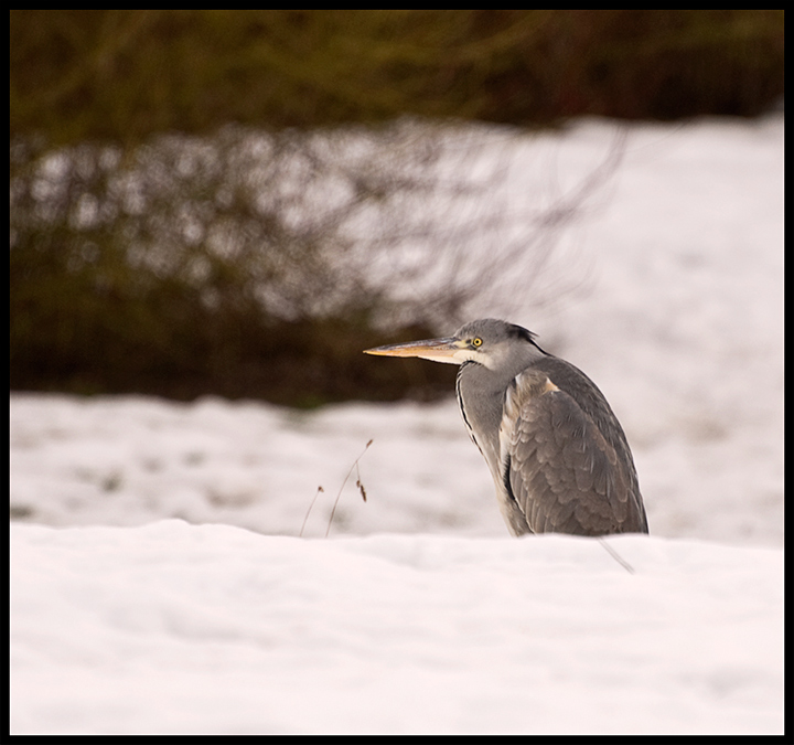 I-told-you-the-snow-was-deep!.jpg