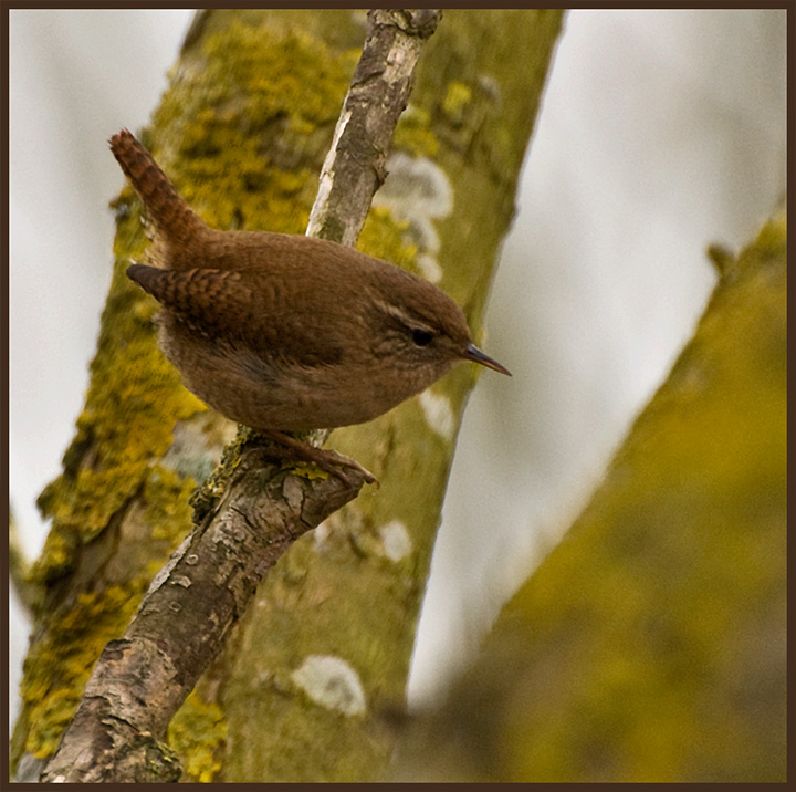 Wren.jpg