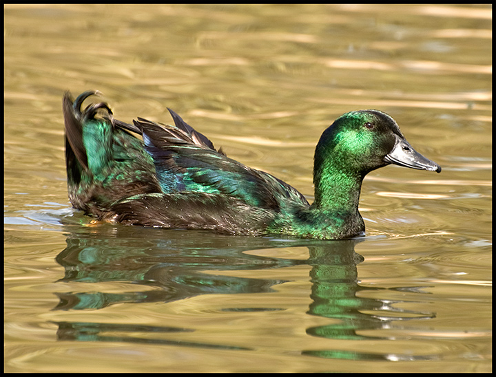 Green-Black-Duck.jpg