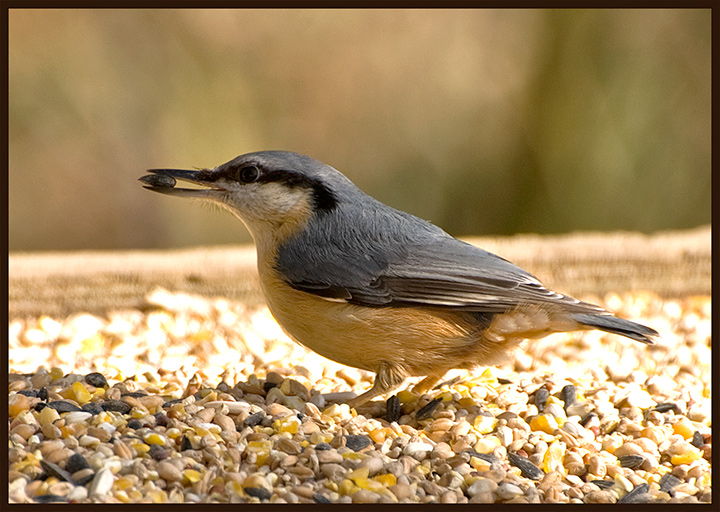 Nuthatch.jpg