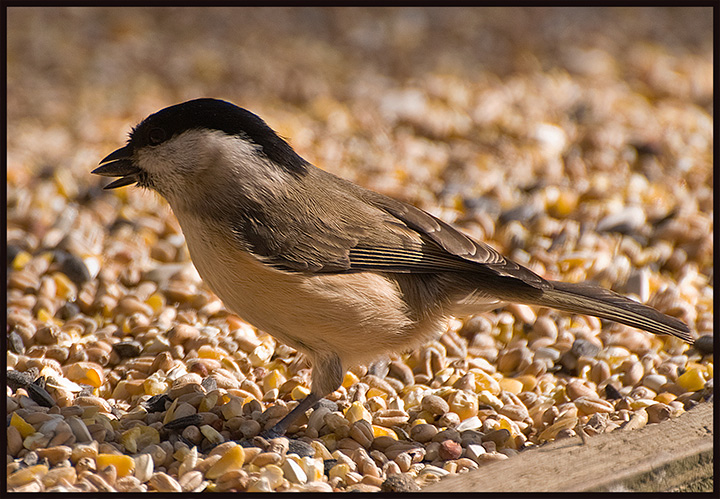 Marsh-Tit.jpg