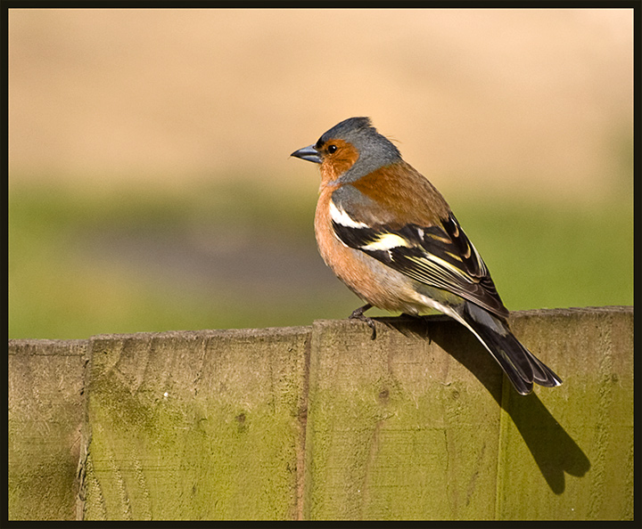 Male-Chaffinch.jpg