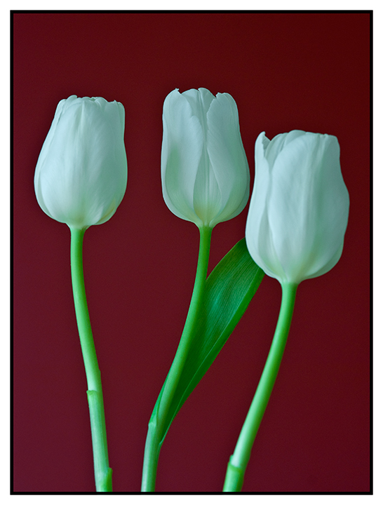 White-tulips.jpg
