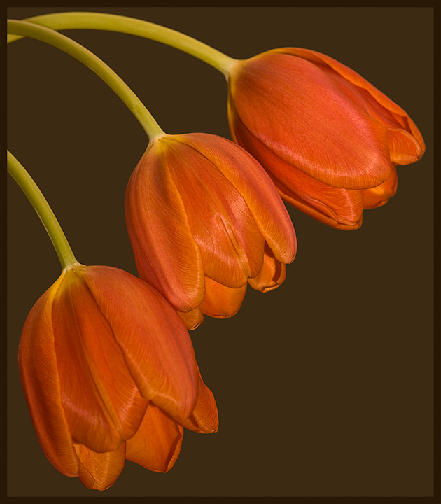 orange-tulips.jpg