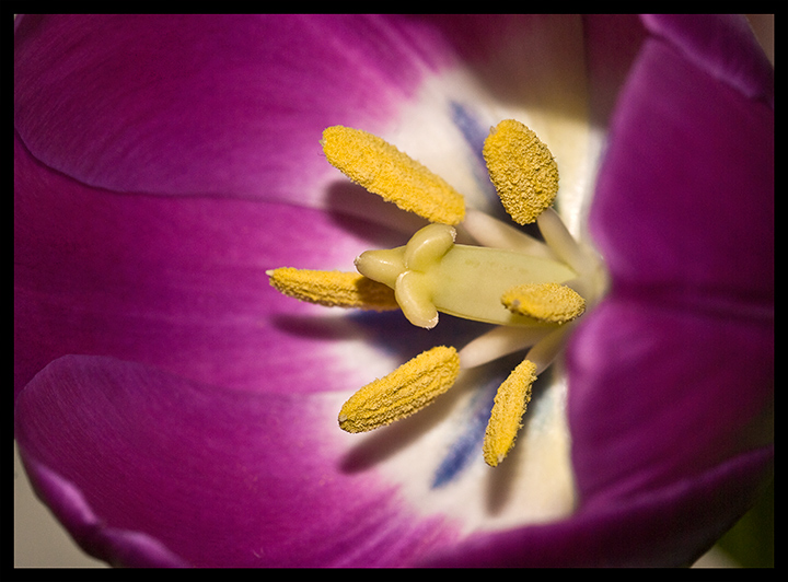Stamen.jpg