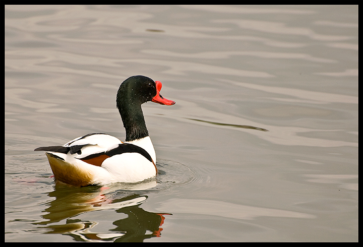 Male-Shellduck-ii.jpg