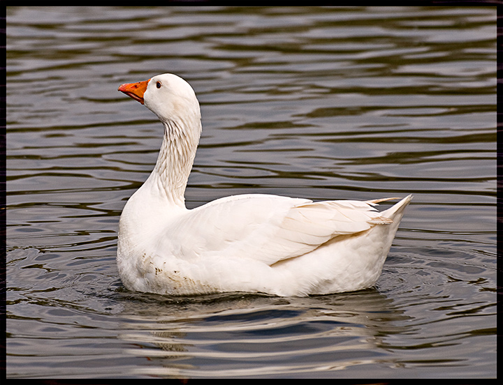 Snow-Goose.jpg