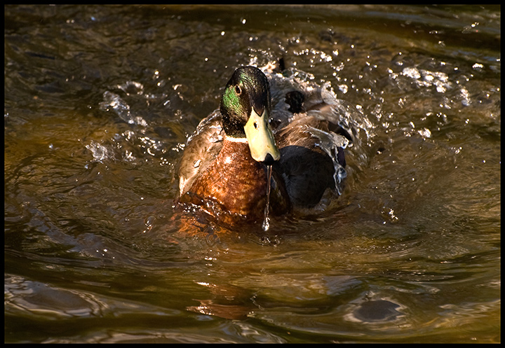 Getting-Wet.jpg