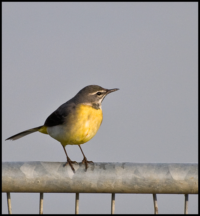 Grey-Wagtail.jpg