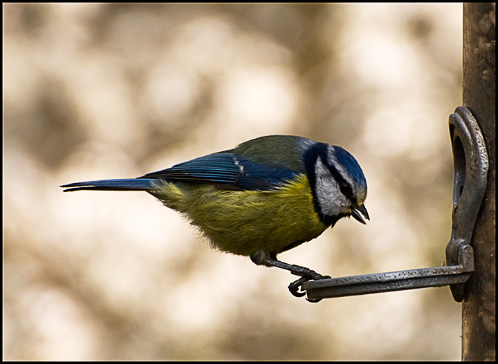 Blue-tit.jpg