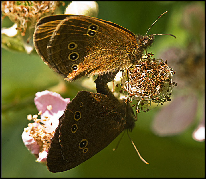 Ringlet-Butterflies.jpg