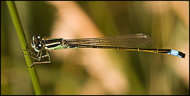 Blue-tailed-Damsel.jpg