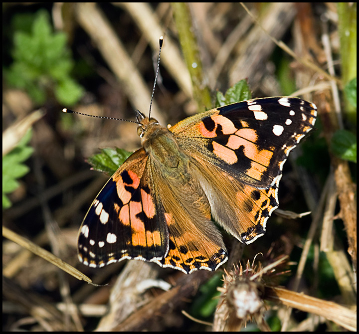 Painted-Lady.jpg