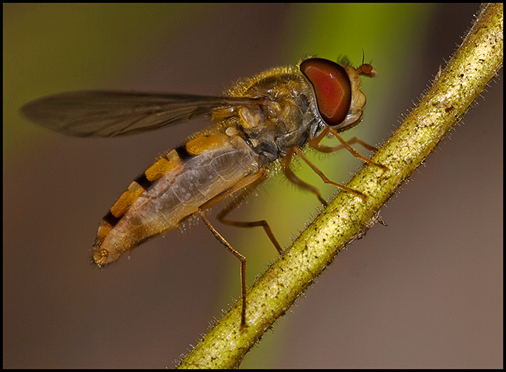 Hover-Fly.jpg