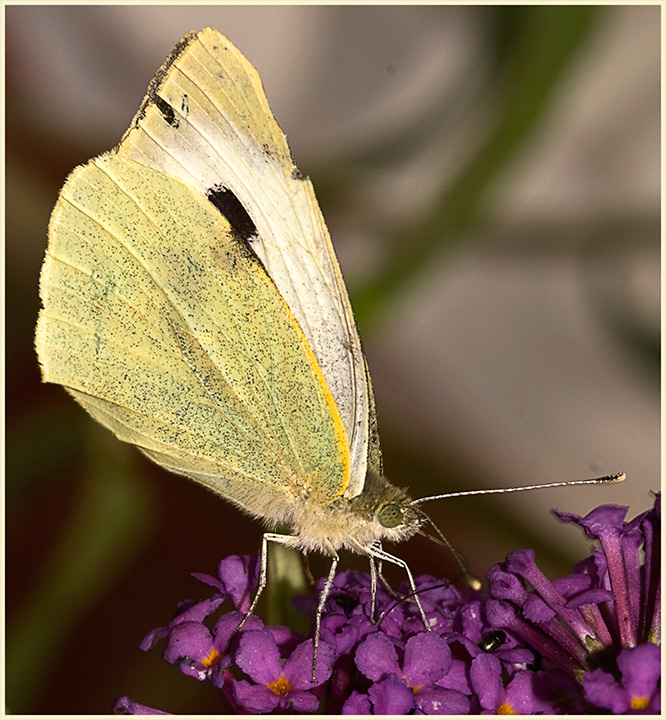 Large-White.jpg