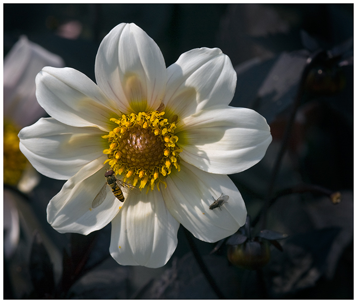 hover-fly-on-dahlia.jpg