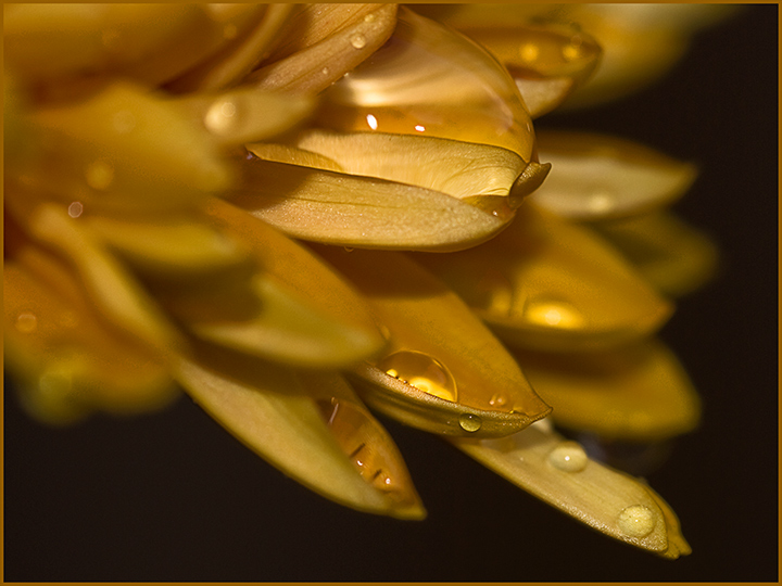 Raindrops.jpg