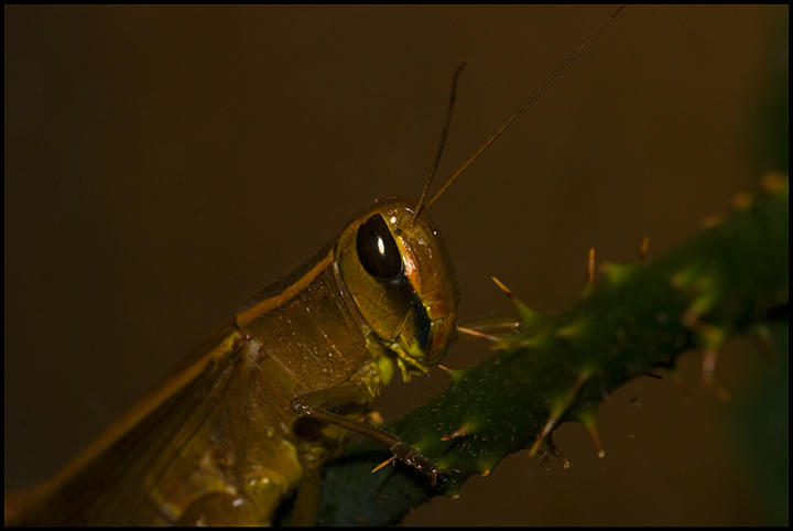 Rainbow-grasshopper.jpg