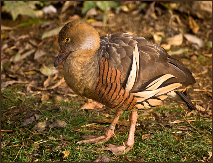 Plumed-Whistling-Duck.jpg