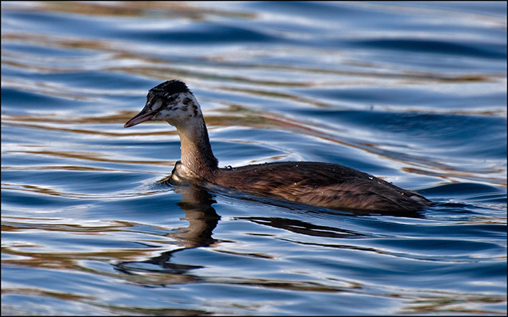 Young-Grebe.jpg