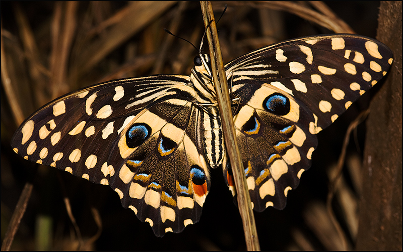 Butterfly-i.jpg