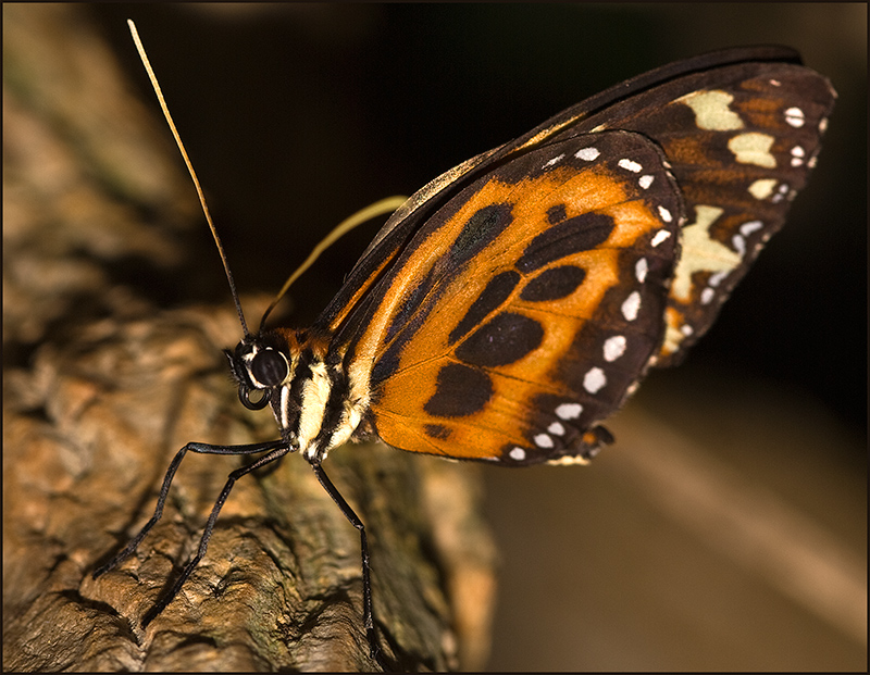 Butterfly-ii.jpg
