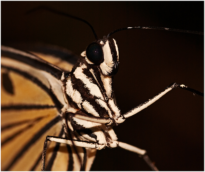 Butterfly-iii.jpg