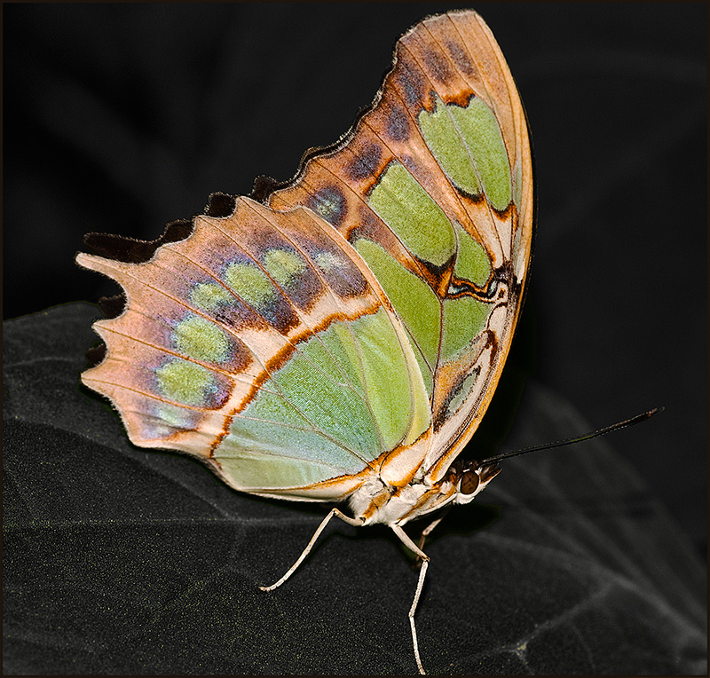 Butterfly-iiii.jpg