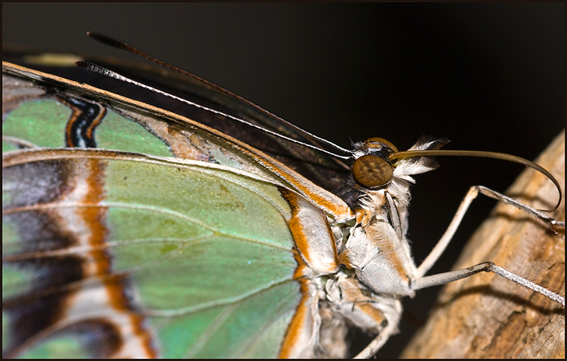 Butterfly-iiiii.jpg