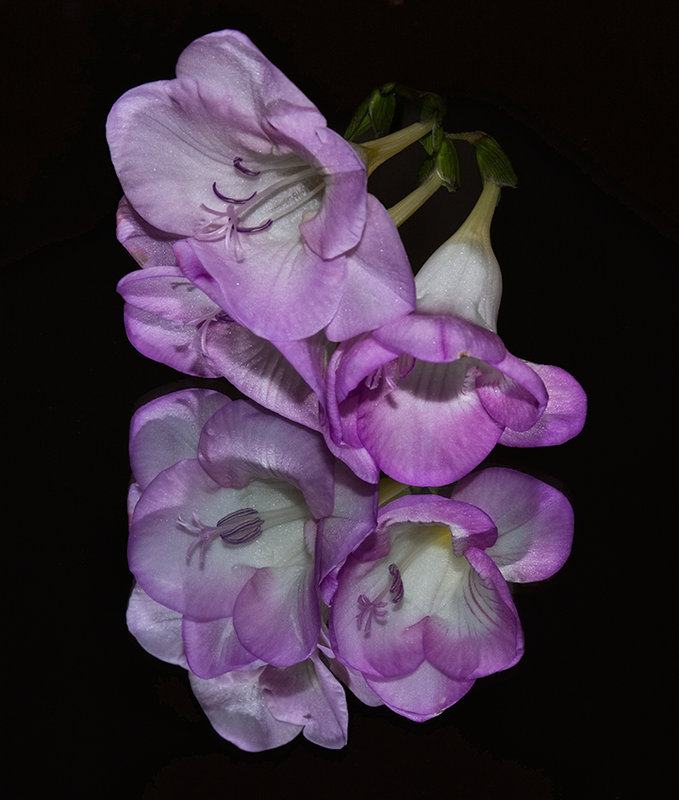 Lilac-Freesias.jpg