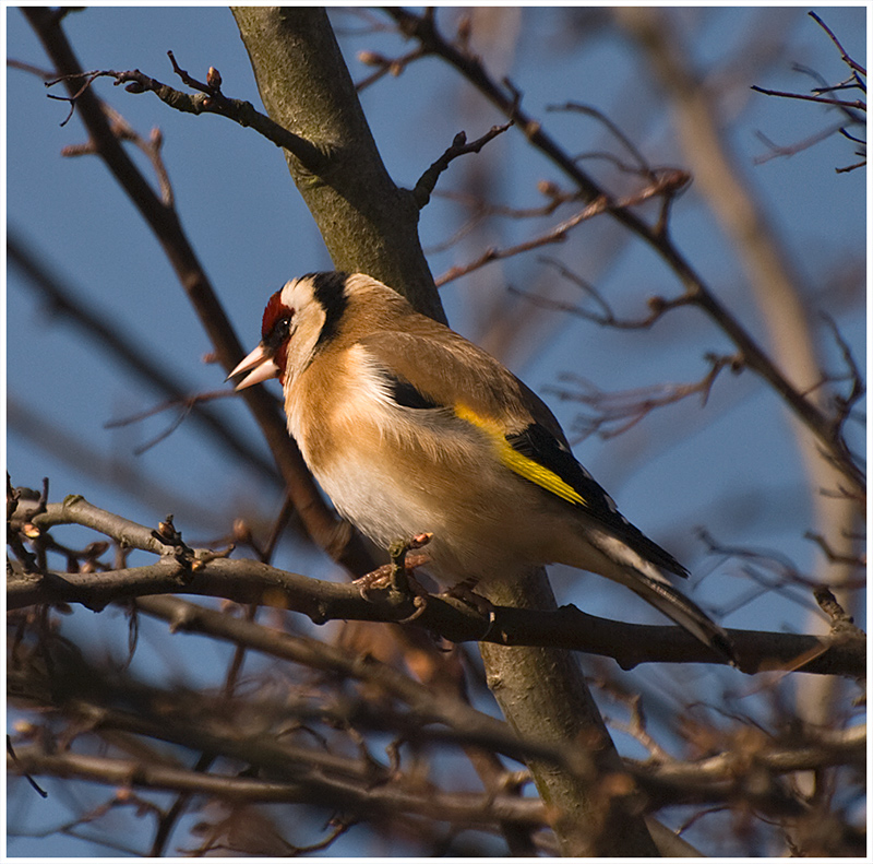 Gold-Finch.jpg