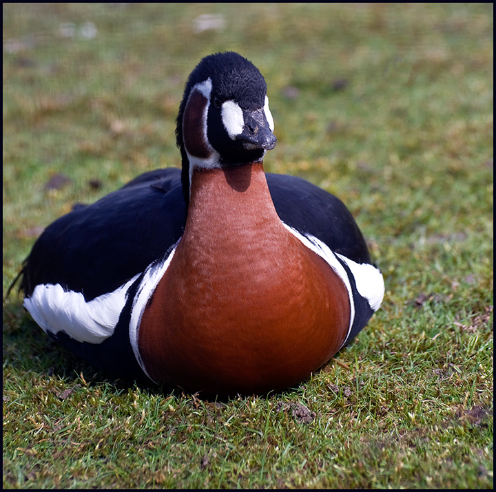 Red-Breasted-Goose.jpg