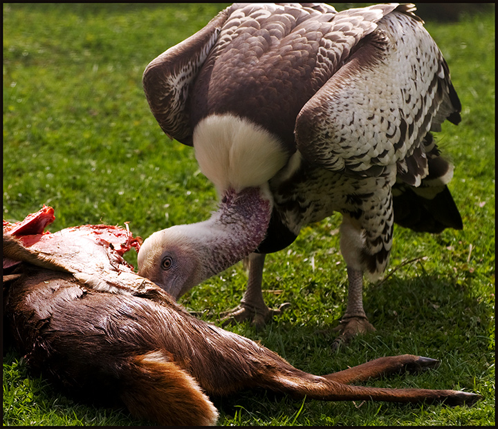 Griffon-Vulture.jpg