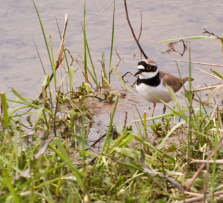 Little-Ringed-Plover