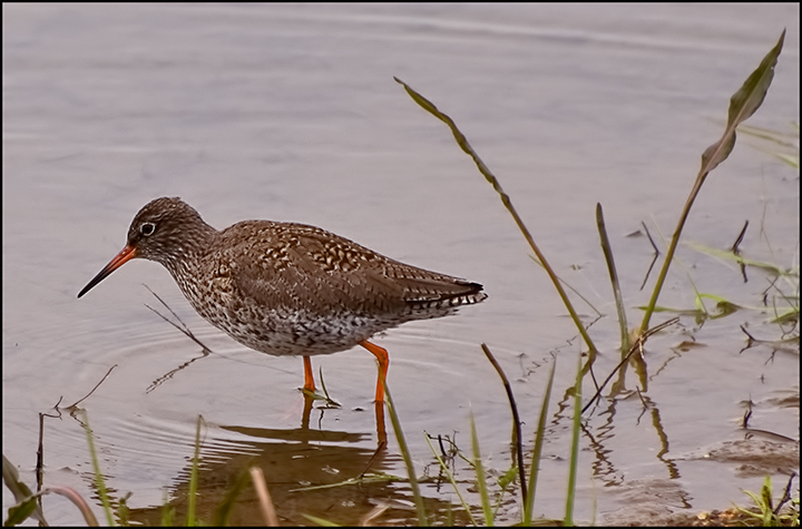 redshank-RE