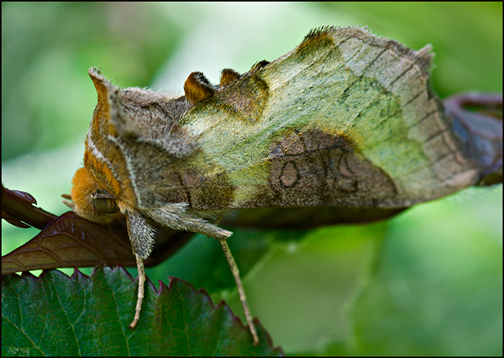 Burnished-Brass-Moth