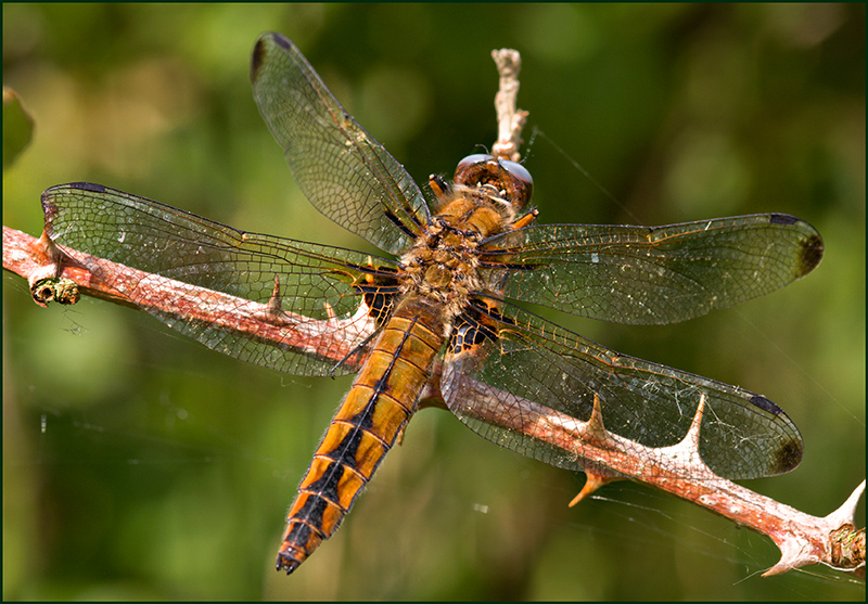 Dragonfly