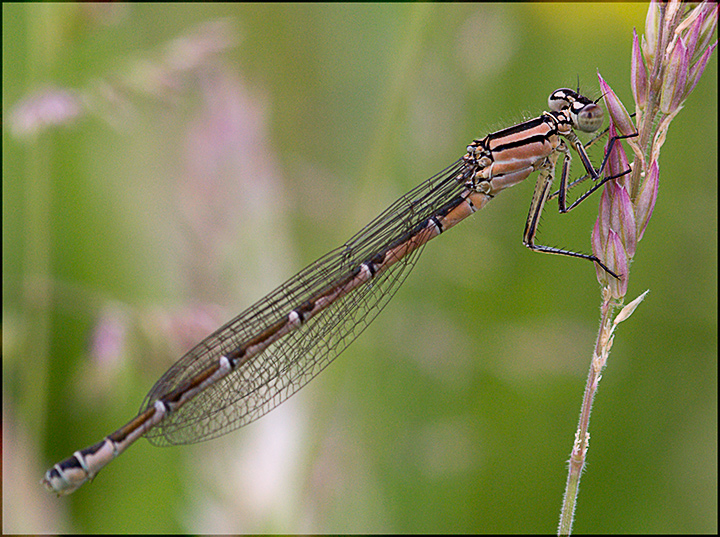 Female-Damsel