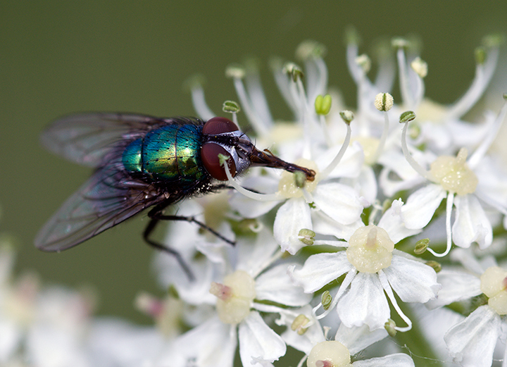 Fly
