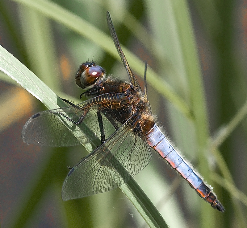 Dragonfly-2