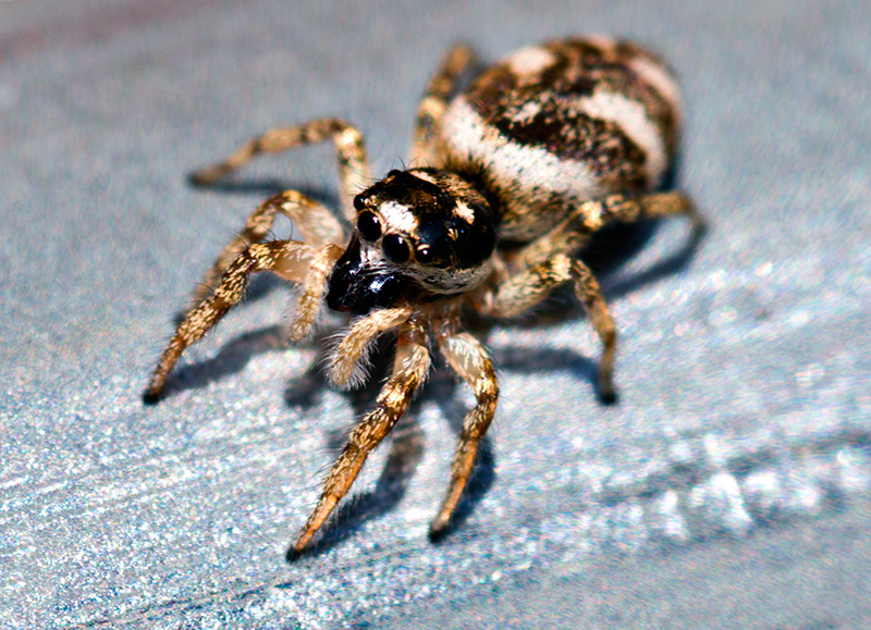 Jumping-Spider