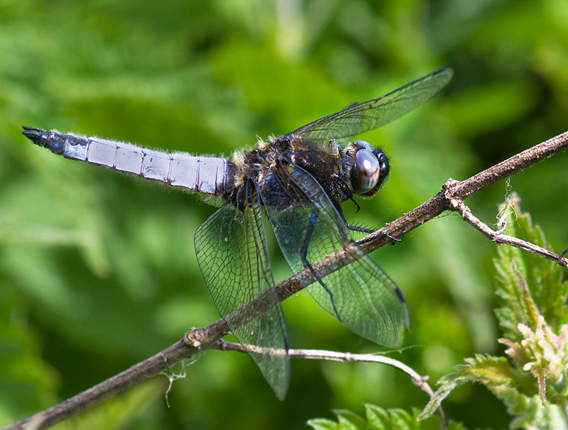 Scarce-Chaser.