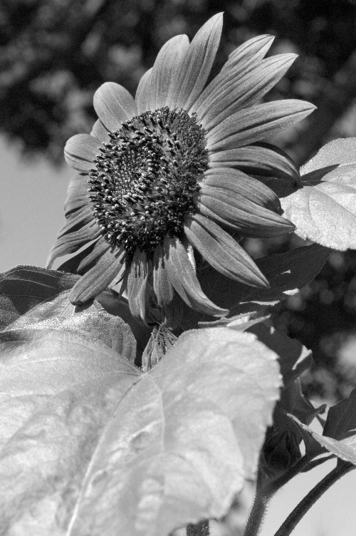 Sunflower