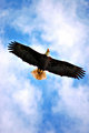Bald Eagle Soaring