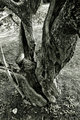 Old Walnut Tree B&W
