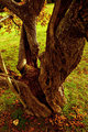Old Walnut Tree Colour