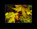 Maple Leaves Poster