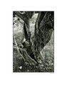 Old Walnut Tree B&W Poster