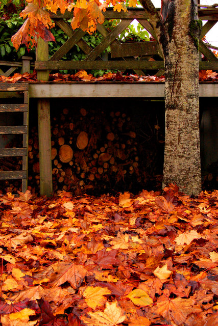 Backyard Leaves